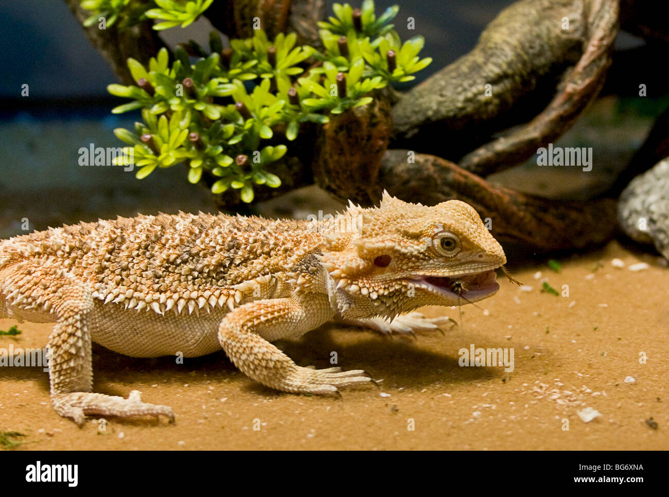 Bearded dragon lizard. Pogona vitticeps. Here it eats a cricket Stock Photo Alamy