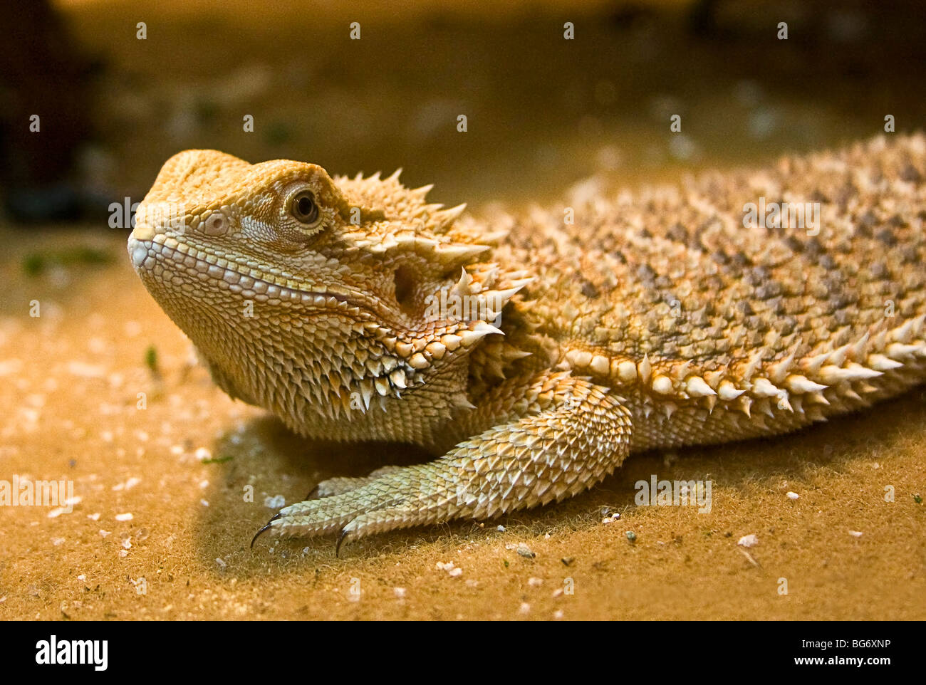 Bearded dragon lizard, Pogona vitticeps, in his tank Stock Photo
