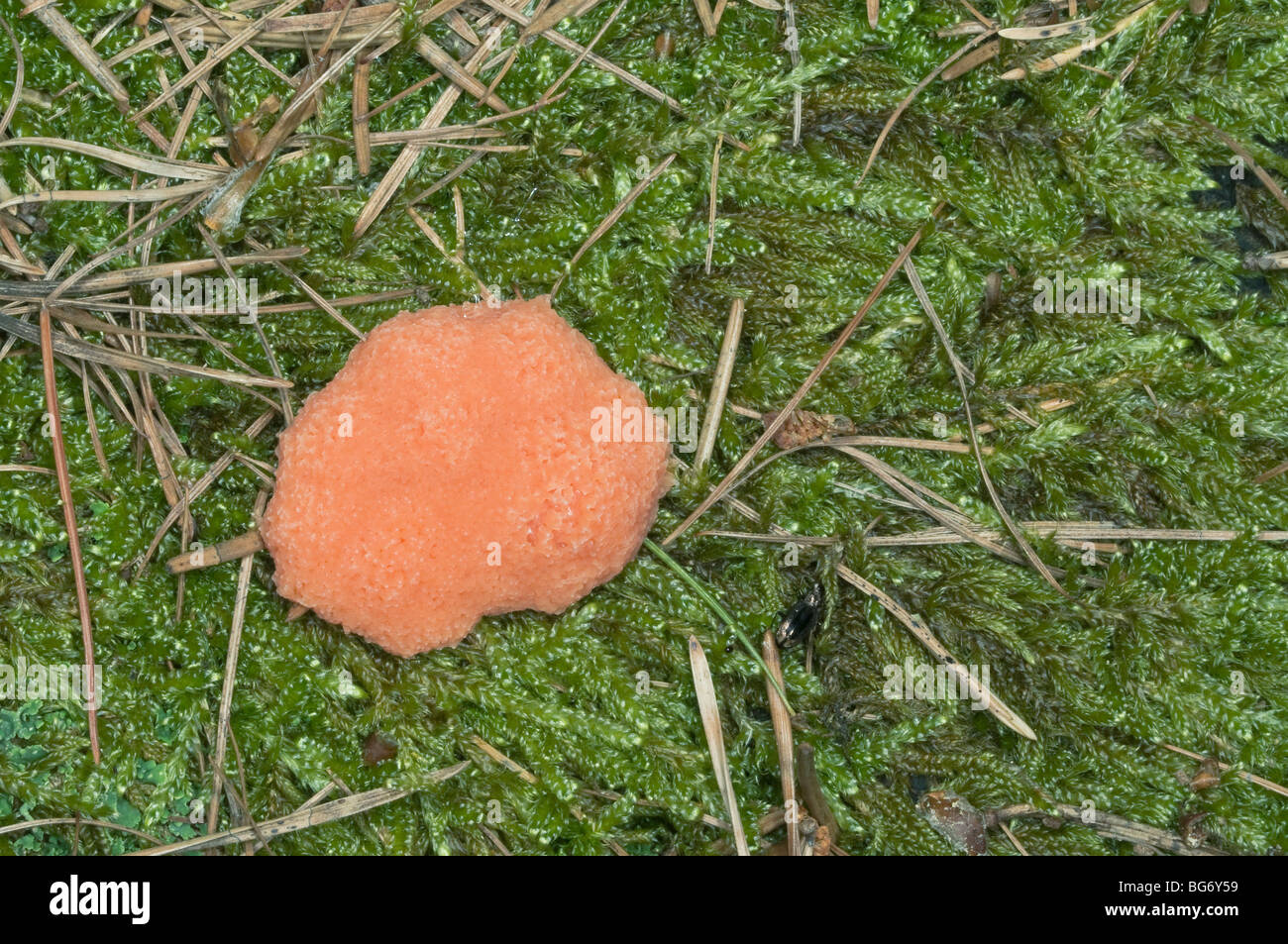 Italy, Piedmont, Oulx (To), a poisonous fungus on the musk Stock Photo