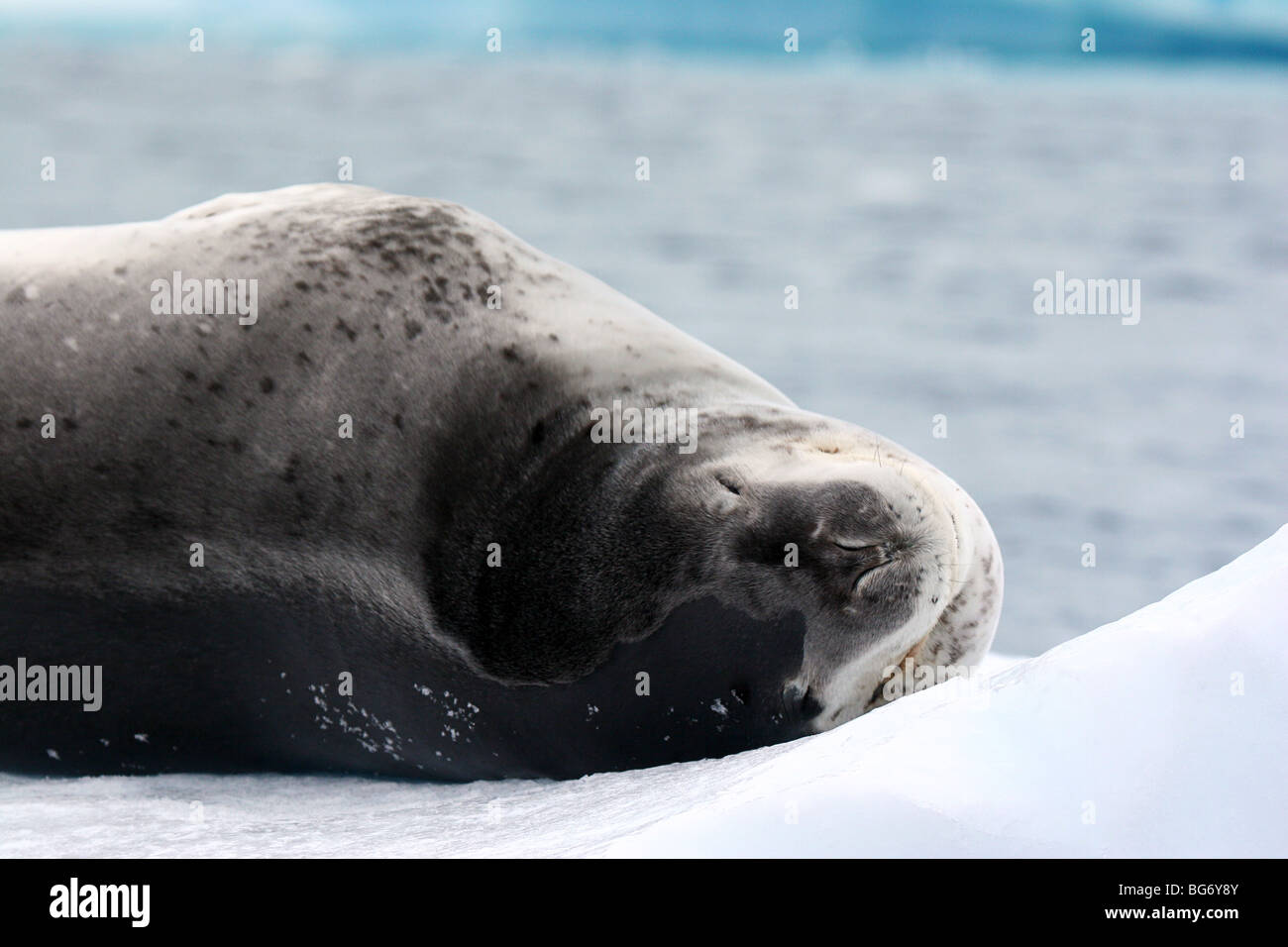 Leopard seal antarctica hi-res stock photography and images - Alamy