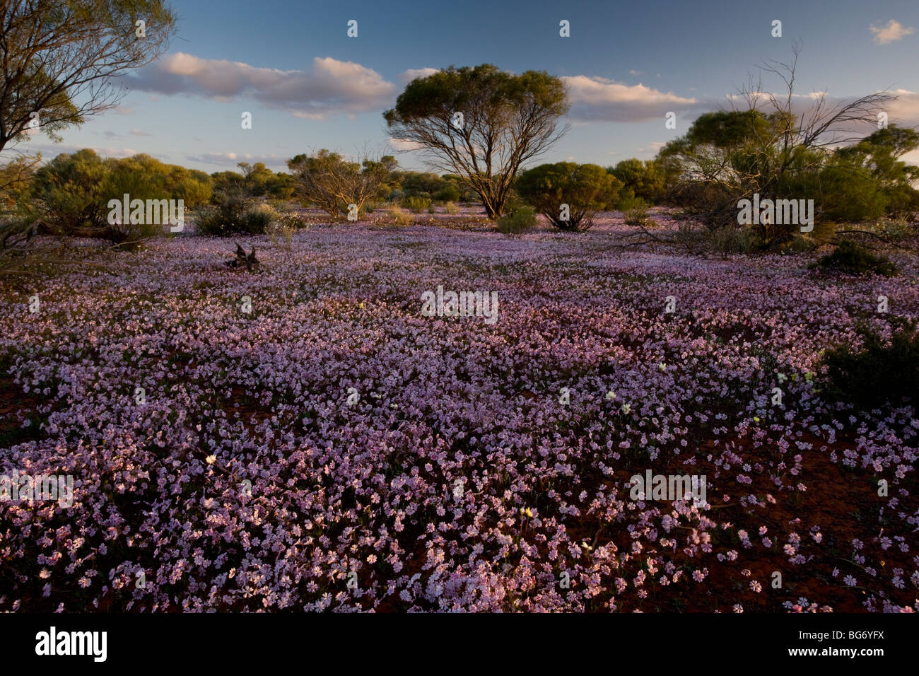Masses of Pink Velleia, Velleia rosea, and other spring everlasting flowers in semi-desert scrub near Paynes Find, Australia Stock Photo