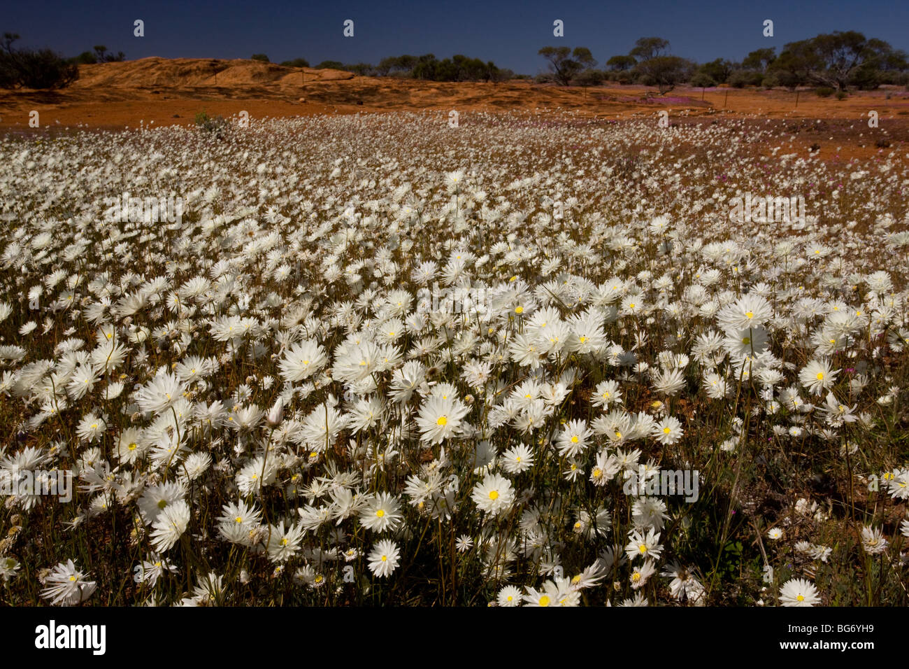 Splendid Everlasting Rhodanthe chlorocephala ssp. splendida, in masses in spring after rain in desert near Yalgoo, W Australia Stock Photo