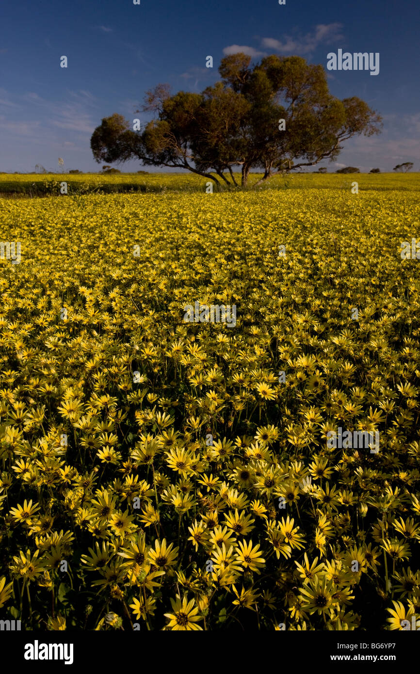 Arable field dominated by a non-native yellow daisy Arctotheca calendulae near Mingenew, south-west Australia. Stock Photo
