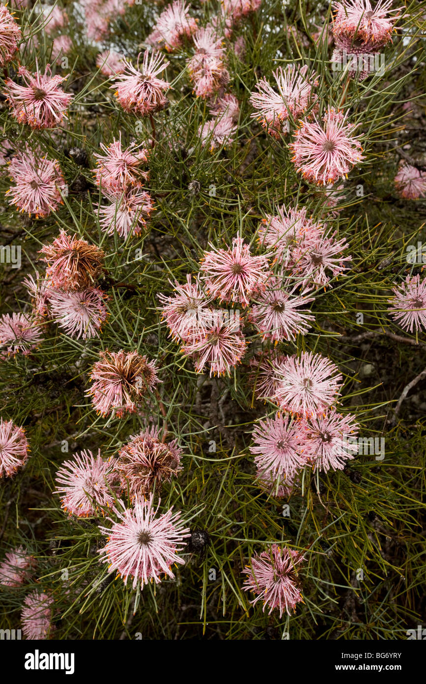 Wiry Honey-myrtle Melaleuca filifolia, in flower in spring in Kwongan heath in Alexander Morrison National Park, Australia Stock Photo