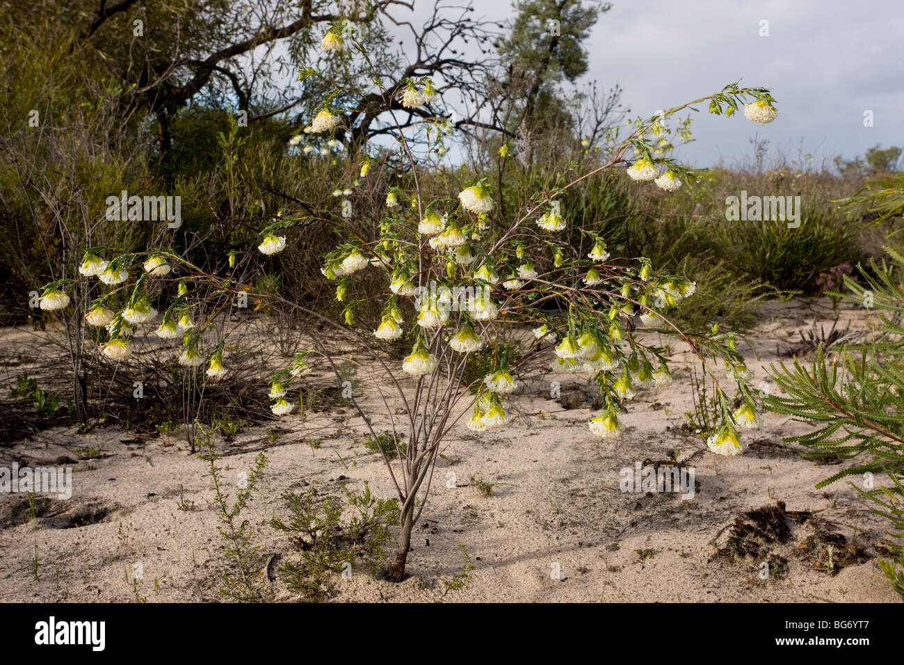 Scented Banjine, Pimelea suaveolens in flower in spring in Kwongan heath in Alexander Morrison National Park, Western Australia. Stock Photo