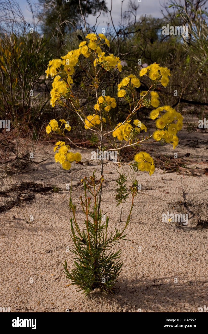 Feather flower, Verticordia chrysanthella in flower in spring in Kwongan heath in Alexander Morrison National Park, Australia Stock Photo