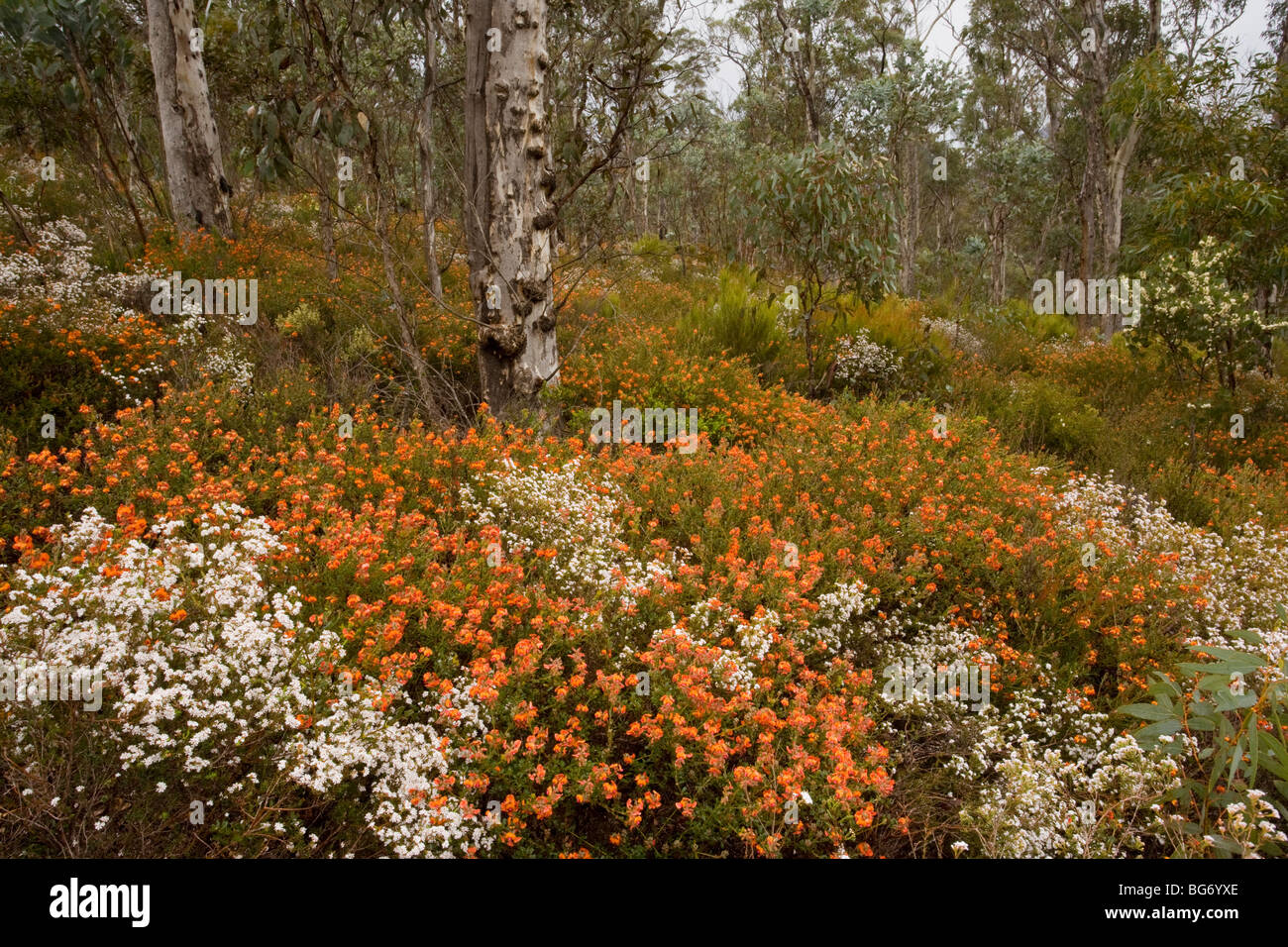 Jarrah Eucalyptus forest with orange Gastrolobium, white Mountain-heath Sphenotoma squarrosa, Mount Gog, Stirling Ranges Stock Photo