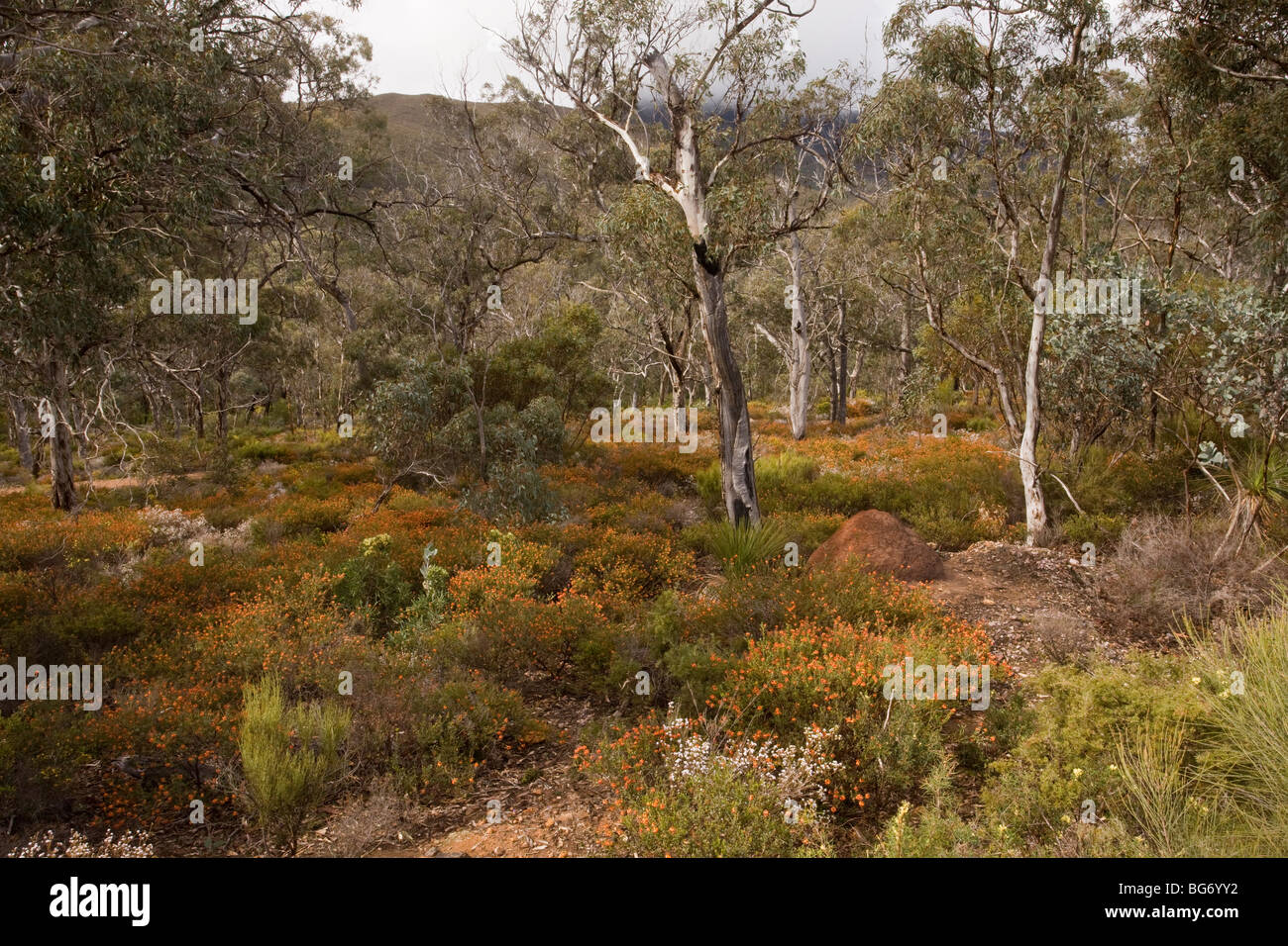 Jarrah Eucalyptus forest with orange Gastrolobium, white Mountain-heath Sphenotoma squarrosa etc, Mount Gog, Stirling Ranges Stock Photo