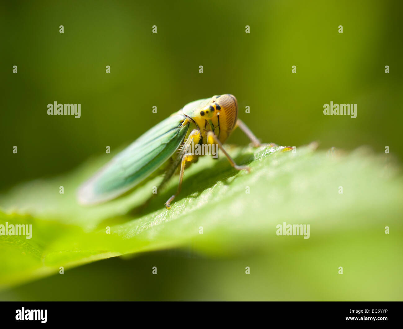 Green grass hopper, small Cicadellidae shot in a meadow in Germany. Stock Photo