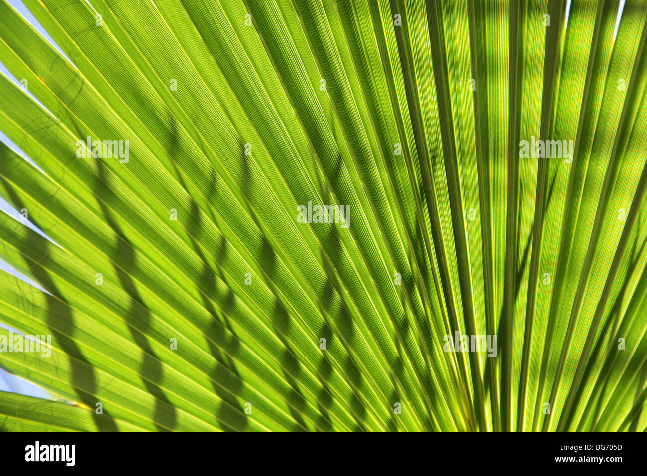 Palm tree leaf Stock Photo Alamy