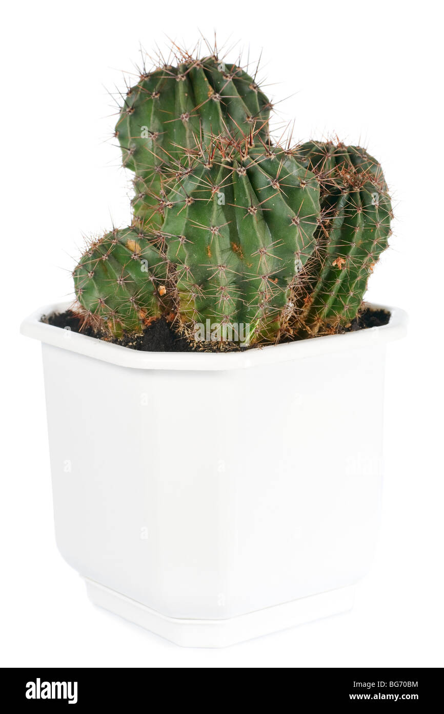 Thorny potted home Barrel cactus plant isolated on white. Stock Photo