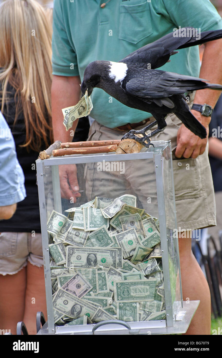 Bird collecting money Stock Photo Alamy