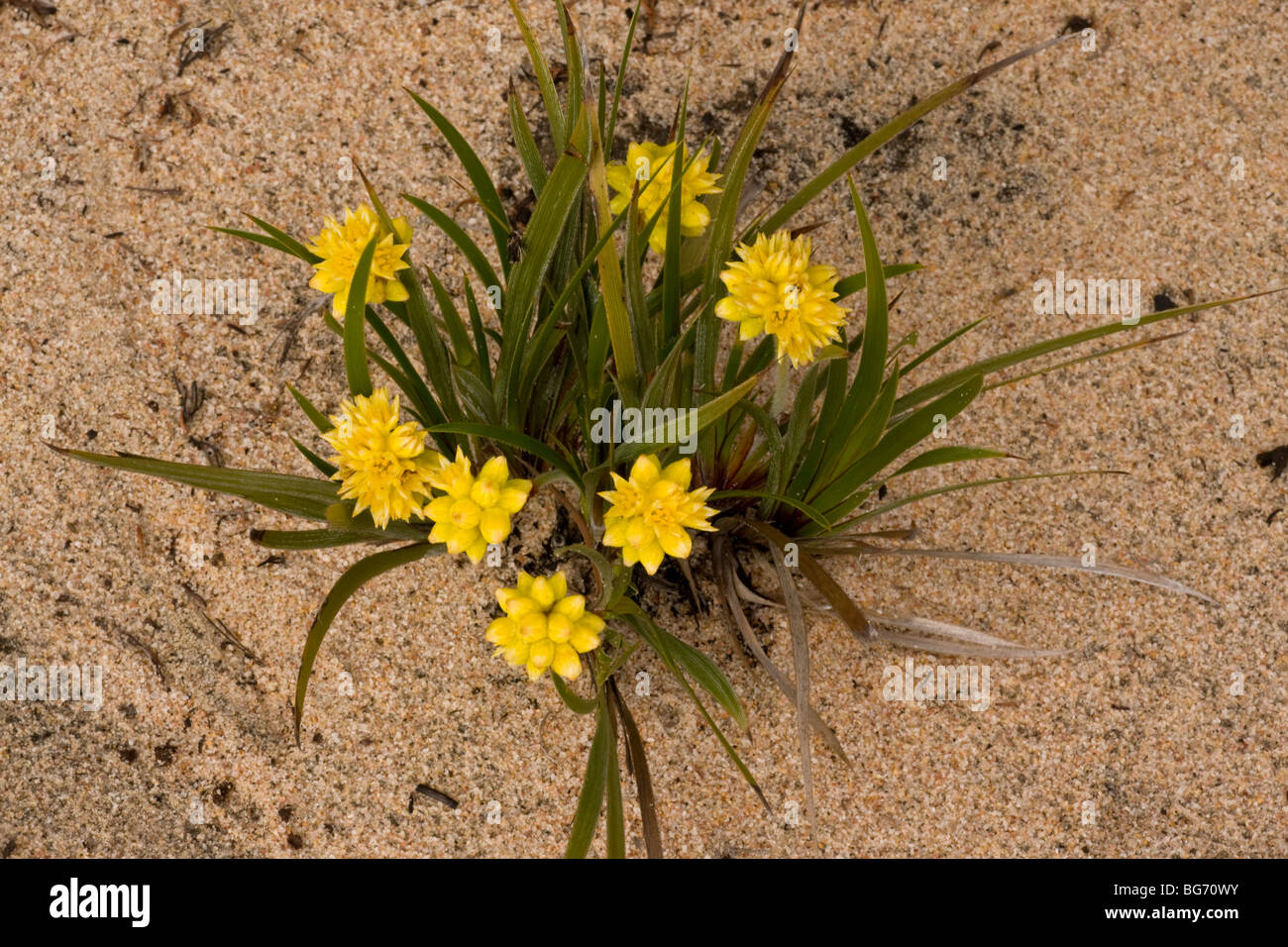 Conostylis aculeata on sand, in flower in spring in Kwongan heath in Alexander Morrison National Park, Western Australia. Stock Photo