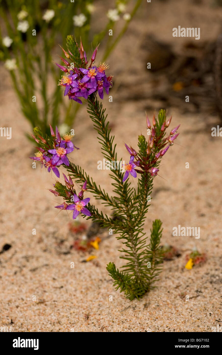 Calytrix enneabensis, in flower in spring in Kwongan heath in Alexander Morrison National Park, Western Australia. Stock Photo