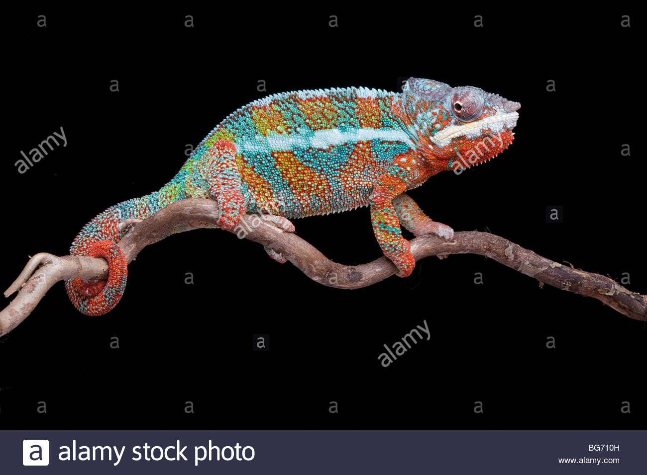 Panther Chameleon, Madagascar High Resolution Stock Photography and