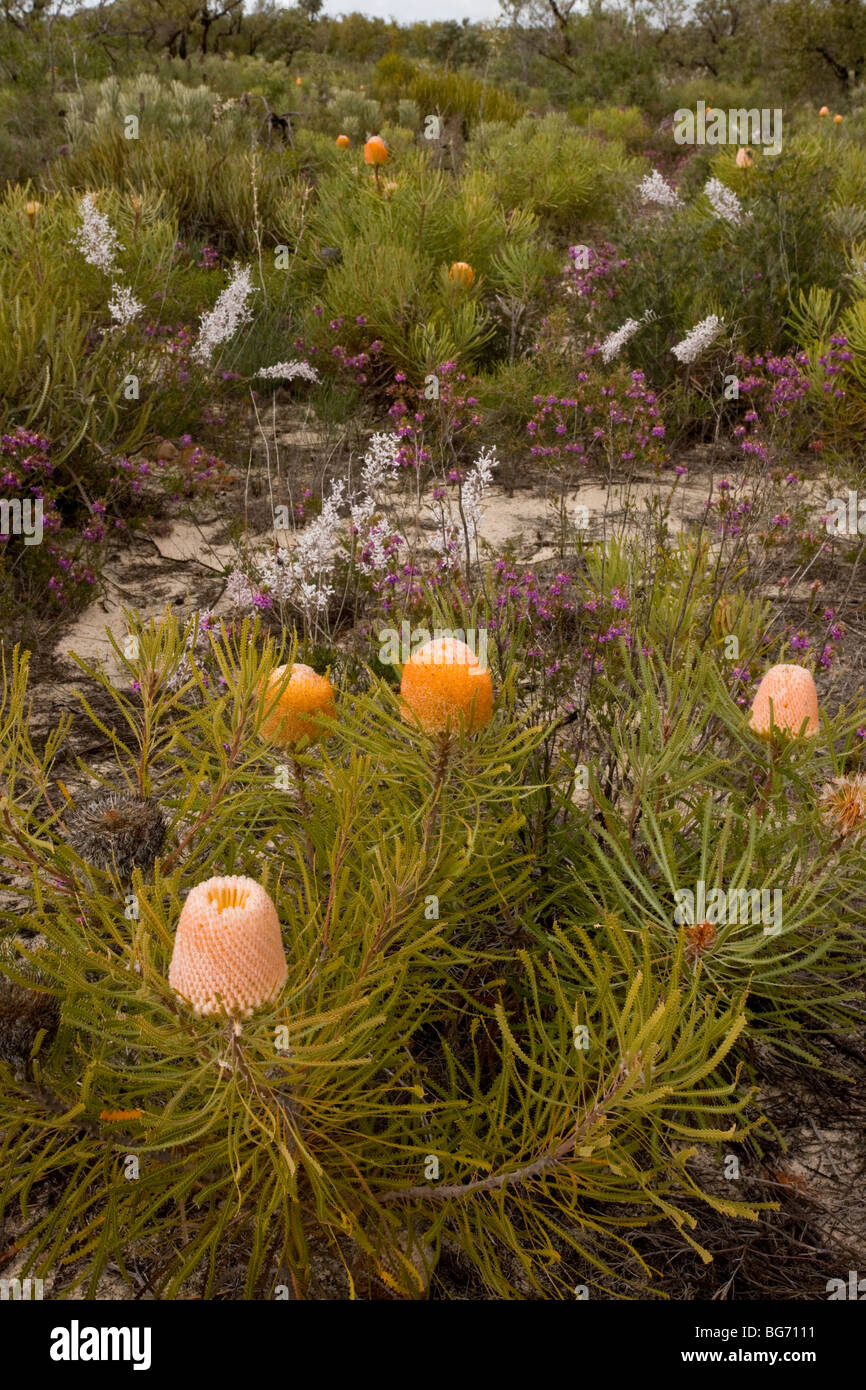 Hooker's Banksia, Banksia hookeriana, with Calytrix, lambswool and other plants in flower in spring in Kwongan heath, Australia Stock Photo