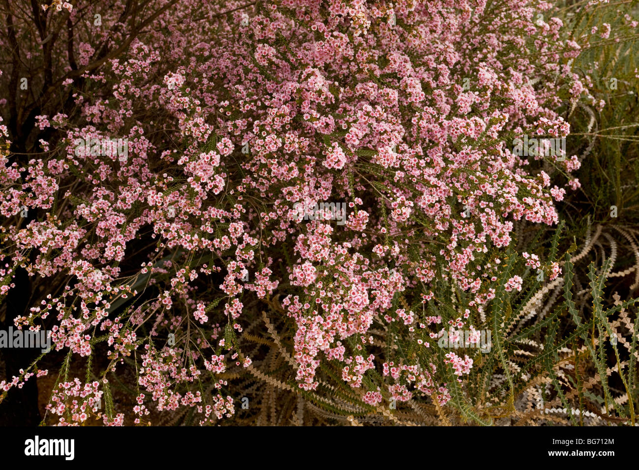 Pink shrub, Scholtzia umbellifera, Kalbarri, western Australia Stock Photo