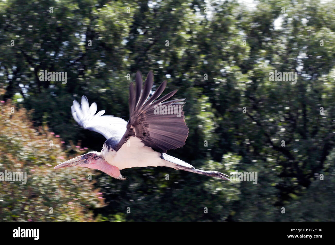 Marabou Stork (Leptoptilos crumeniferus) Stock Photo