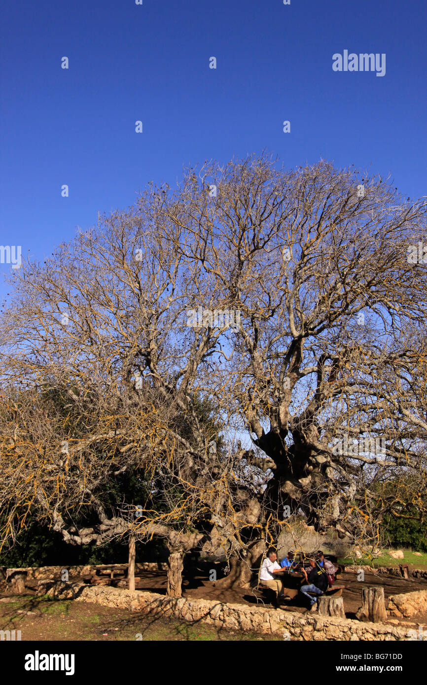 Israel, the Upper Galilee. Atlantic Pistachio (Pistacia Atlantica) tree in Kadesh valley Stock Photo