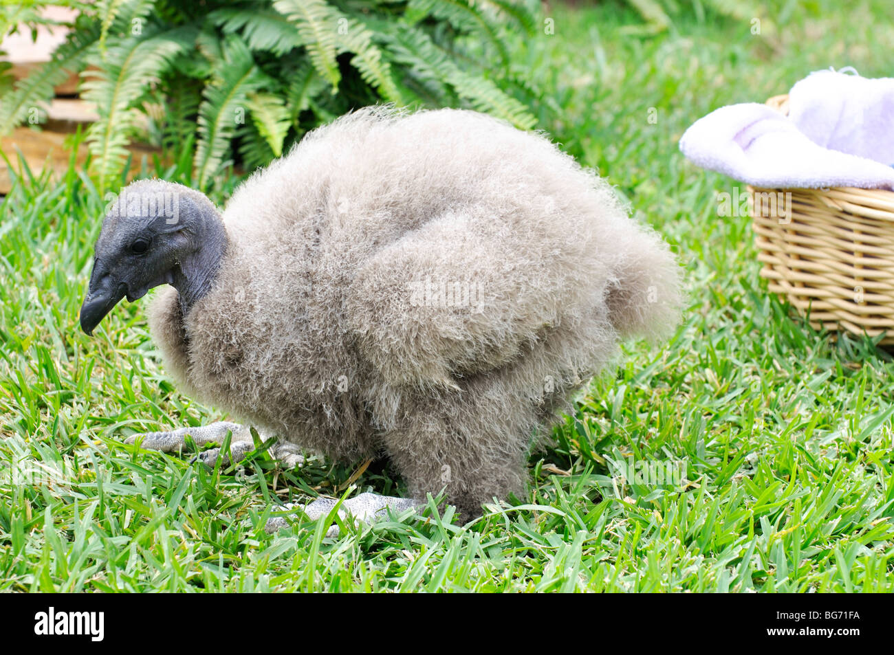 Baby California condor Stock Photo: 27199742 - Alamy