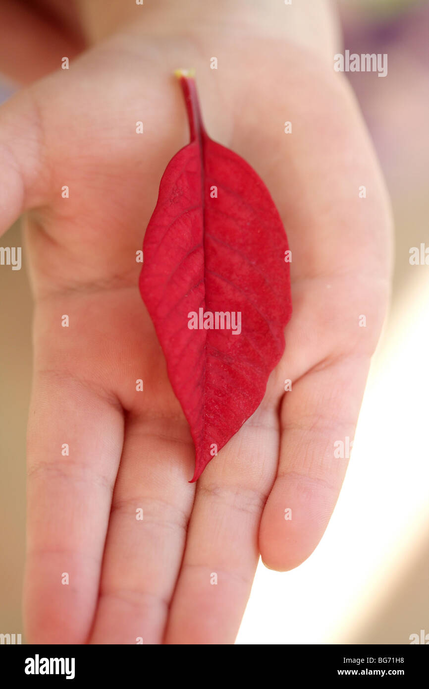 red leaf over a children right open hand, christmas Stock Photo