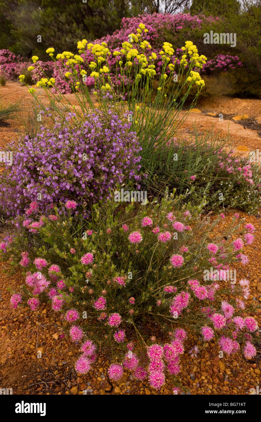 Rough Honey-myrtle (pink), Melaleuca scabra; Crinkle-leaved Firebush Keraudrenia hermannifolia (purple), at Kalbarri, Australia Stock Photo