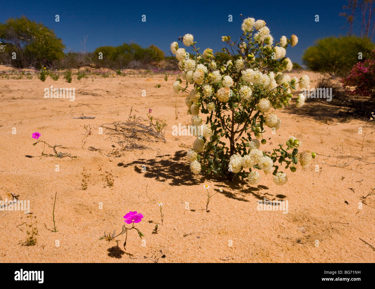 A Banjine, Pimelea sessilis, on sand dunes, Kalbarri, Western Australia. Stock Photo