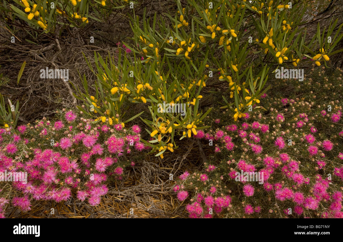 Rough Honey-myrtle (pink), Melaleuca scabra with yellow Acacia neurophylla ssp. erugata behind; on sandy Kwongan heath, Kalbarri Stock Photo