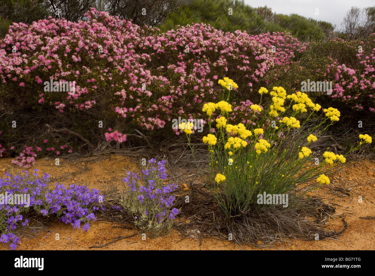 Glischrocaryon flavescens (yellow), Rough Honey-myrtle Melaleuca scabra (pink) and blue Dampiera spicigera, kalbarri park Stock Photo