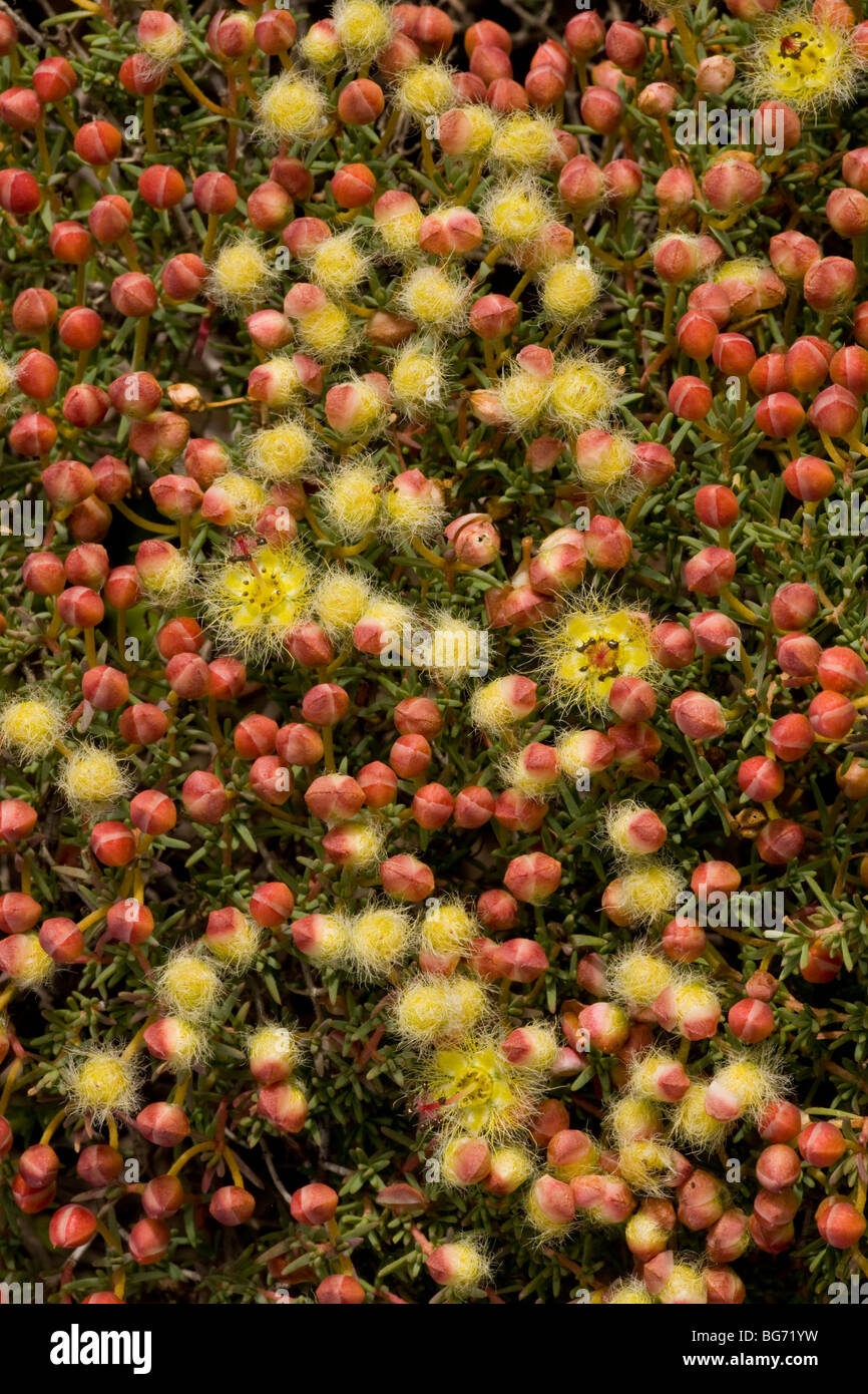 A Featherflower, Verticordia brachypoda at Oakajee Nature Reserve, Western Australia. Stock Photo