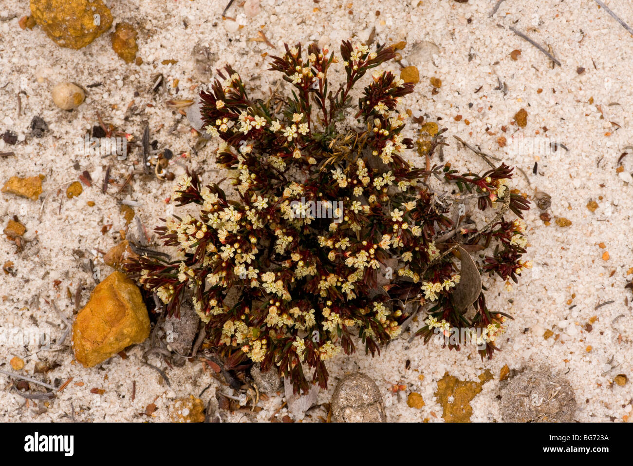 Cryptandra leucopogon, growing on sand in Kwongan heath, Alexander Morrison National Park, Western Australia. Stock Photo
