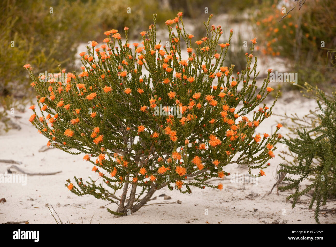 An orange Eremaea, Eremaea brevifolia, growing on sand in Kwongan heath, Alexander Morrison National Park, Western Australia. Stock Photo