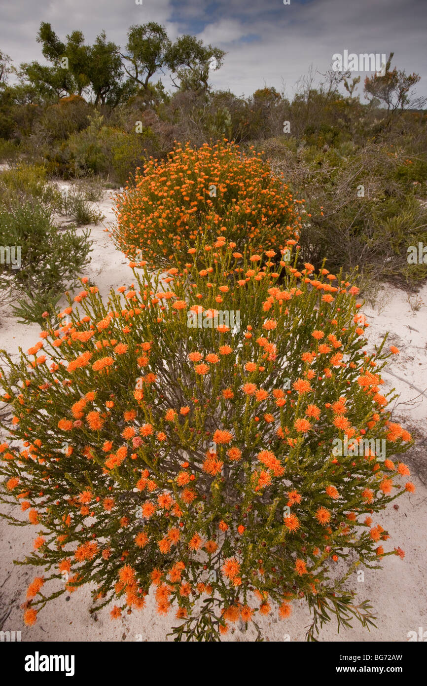 Eremaea brevifolia, growing on sand in Kwongan heath, Alexander Morrison National Park, Western Australia. Stock Photo
