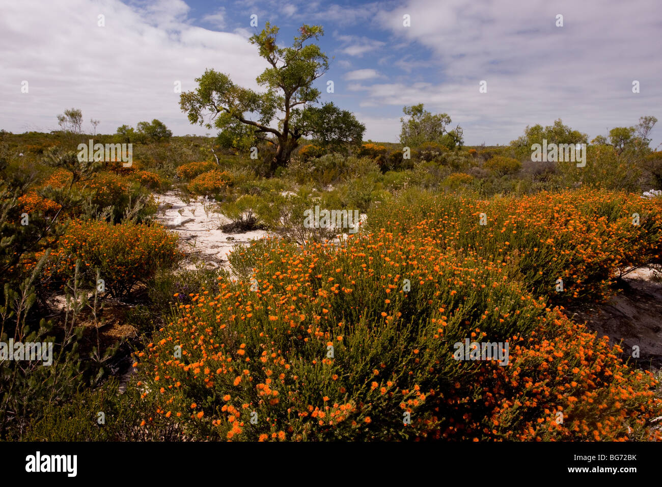 Sandy Kwongan heath, dominated by orange Eremaea brevifolia in Alexander Morrison National Park, Western Australia. Stock Photo