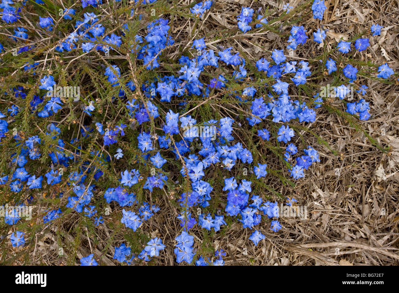 Dampiera lavandulacea; Western Australia. Stock Photo