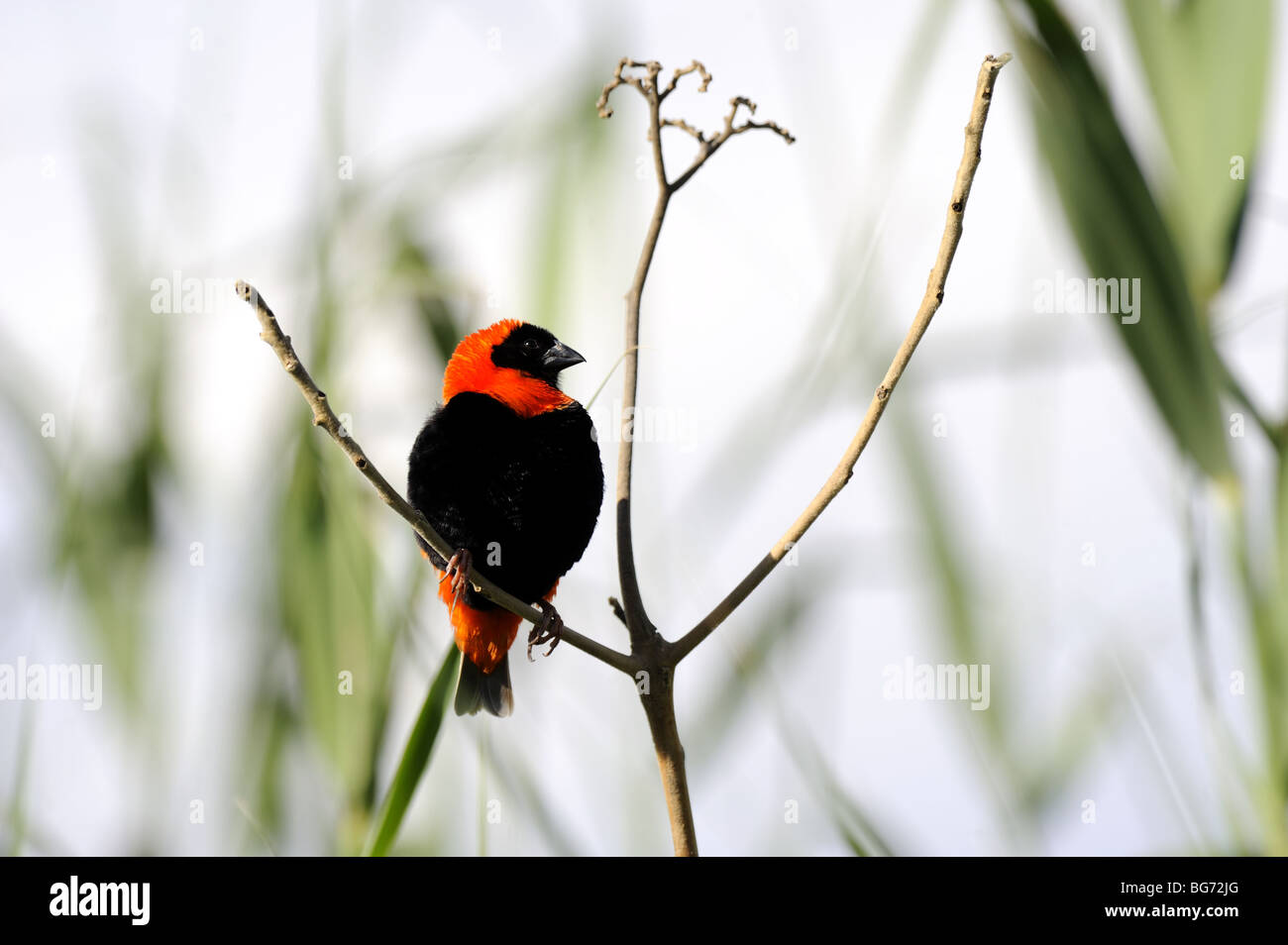 Southern Red Bishop in Reeds Stock Photo