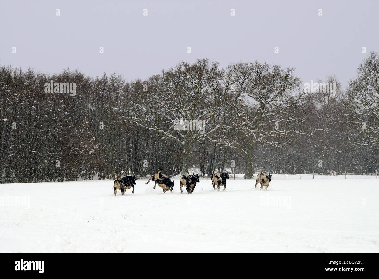 Five cows jumping and galloping in a field of snow in Hampshire with new snow falling, and ancient english woodland with alders Stock Photo
