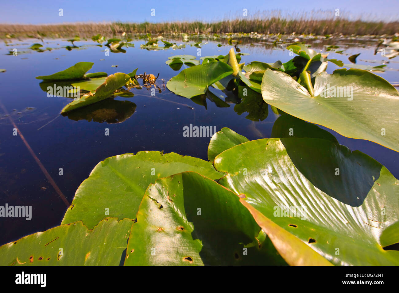 View of the marsh from the Marsh Boardwalk at Point Pelee National Park, Leamington, Ontario, Canada. Stock Photo