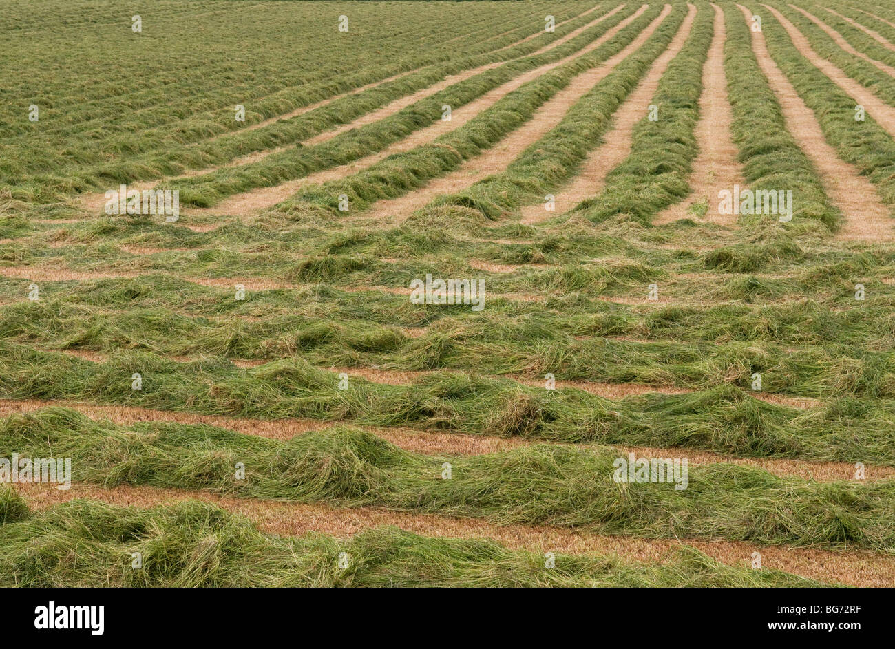 Swathes of grass cut for silage production, UK Stock Photo