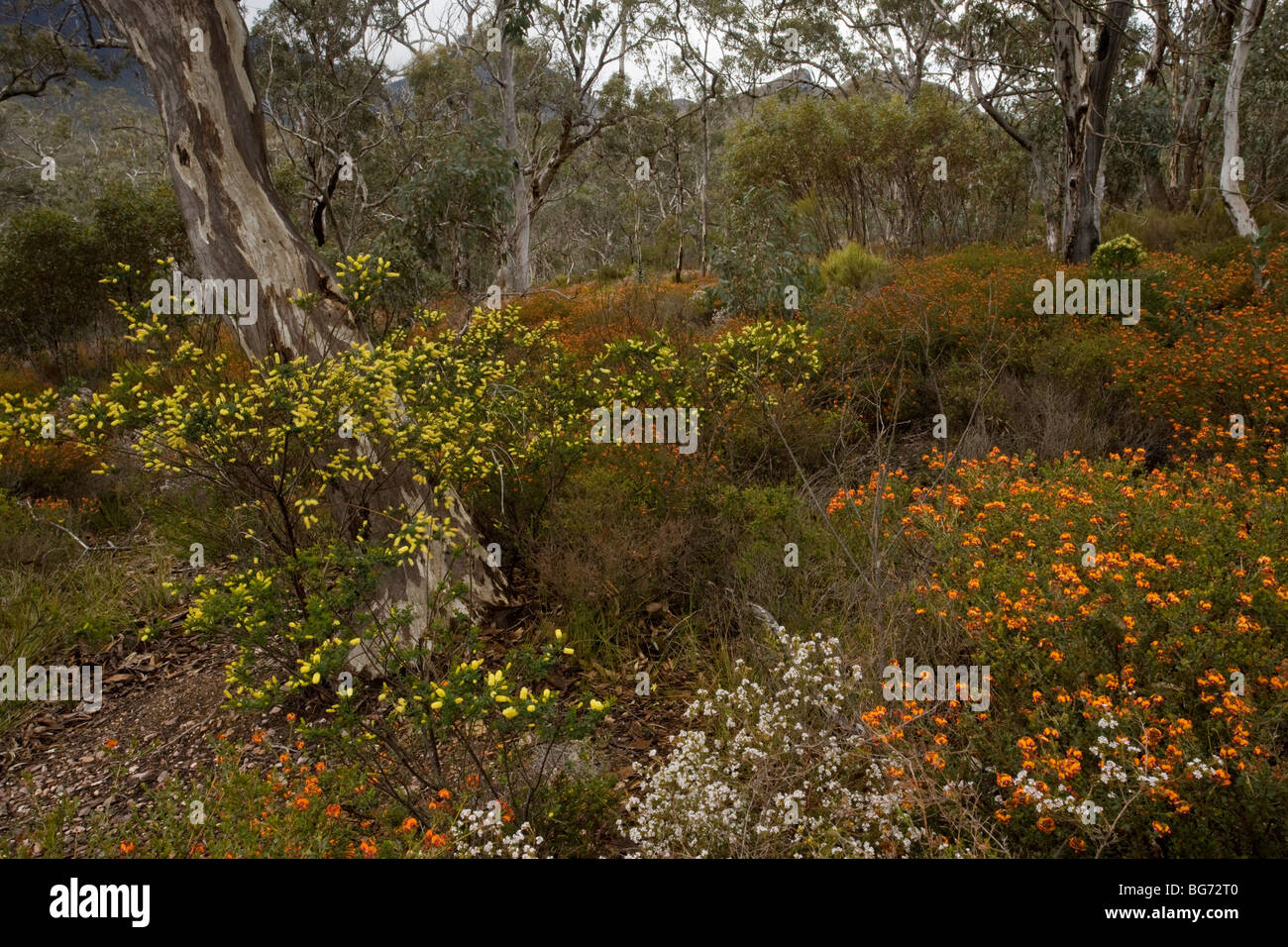 Jarrah Eucalyptus forest with orange Gastrolobium, white Mountain-heath Sphenotoma squarrosa, other spring flowers, Stirling Stock Photo