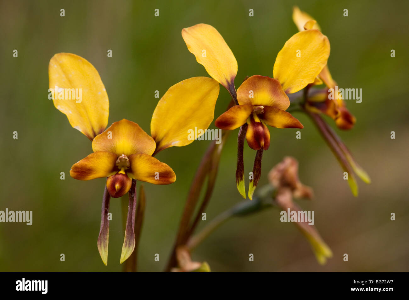 Common Donkey Orchid Diuris corymbosa, Stirling Ranges, near Mount Barker, south-west Australia Stock Photo