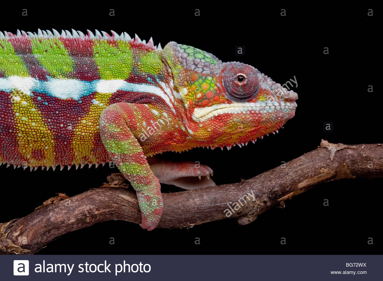 Male Panther Chameleon High Resolution Stock Photography and Images - Alamy