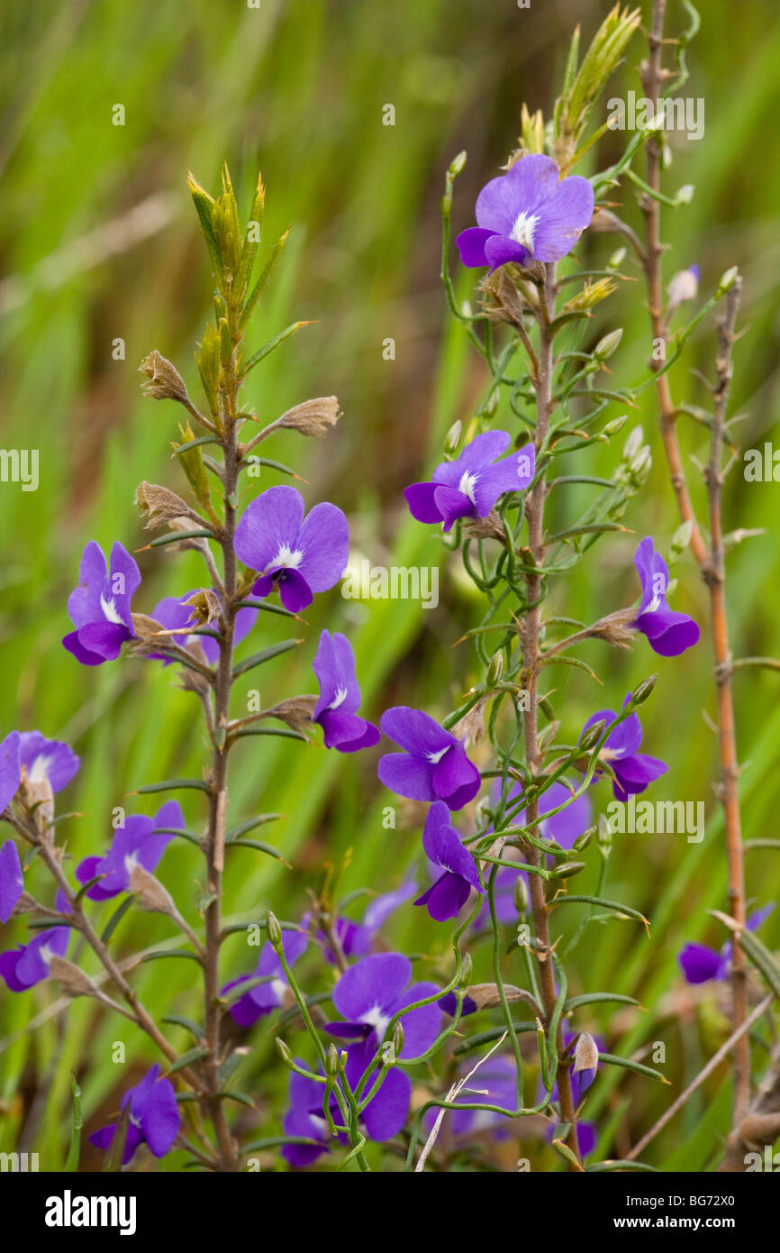 Devil's Pins Hovea pungens, Stirling Ranges, near Mount Barker, south-west Australia Stock Photo