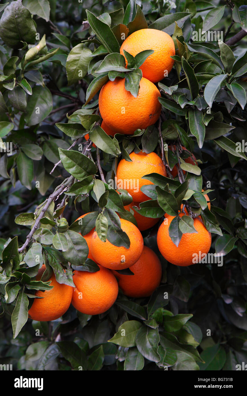 Valencia spain orange orchard hires stock photography and images Alamy