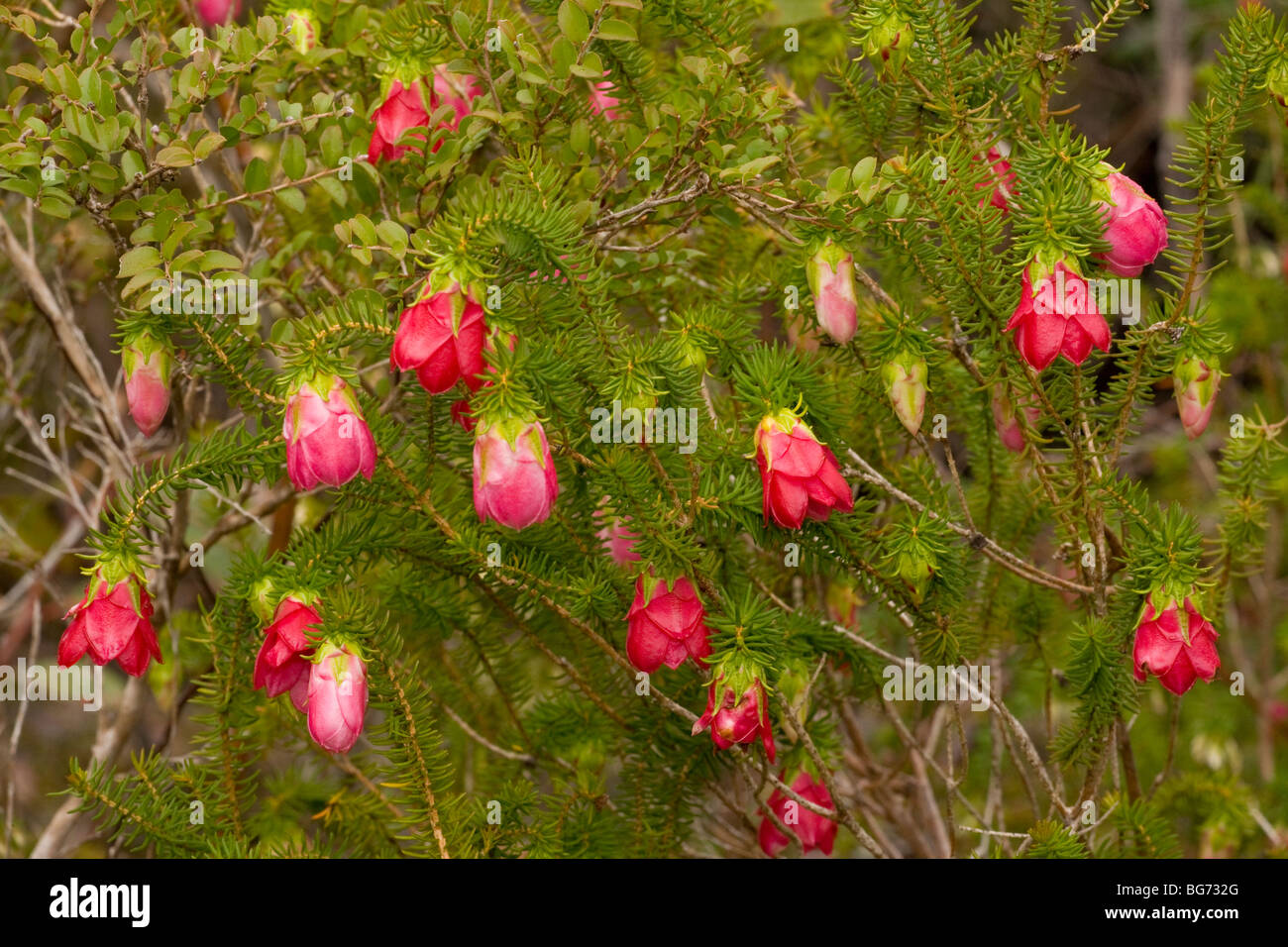Common Mountain Bell, Darwinia lejostyla, Stirling Ranges, near Mount Barker, south-west Australia Stock Photo