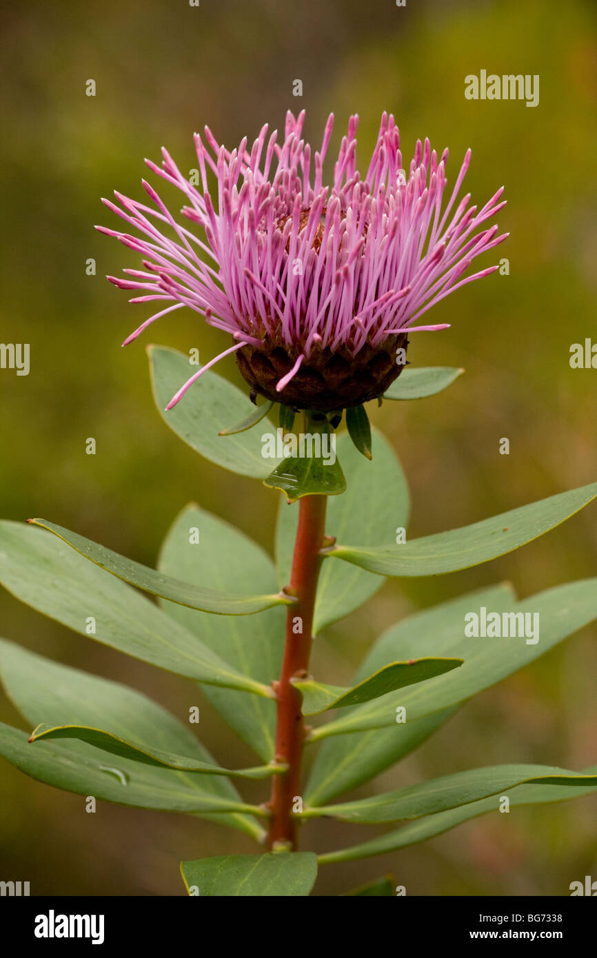 Stirling Ranges Coneflower Isopogon latifolius, Stirling Ranges, near