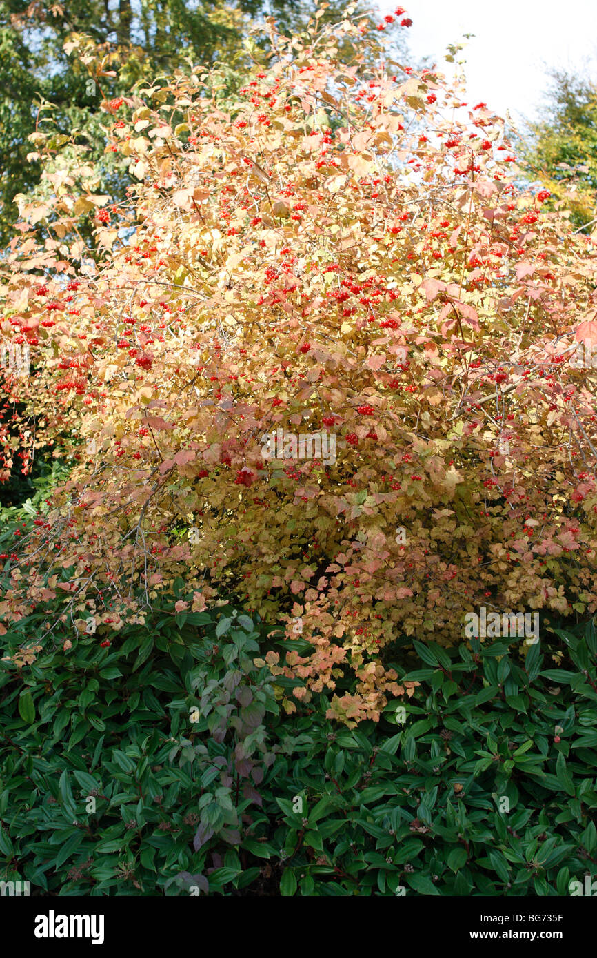 guelder Rose, Viburnum opulus, and the surrounding trees turning gold for the autumn Stock Photo