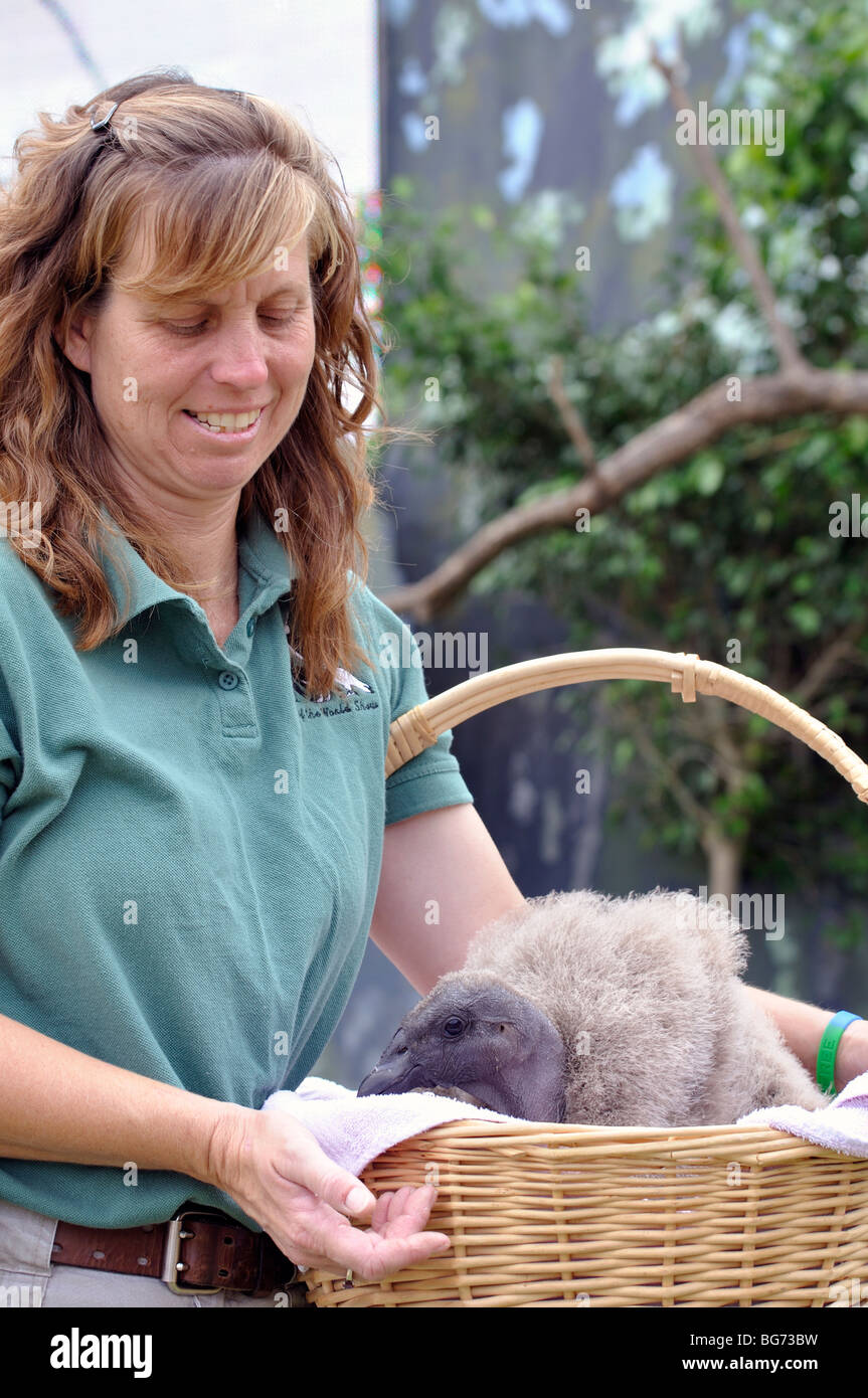 Baby California condor Stock Photo Alamy