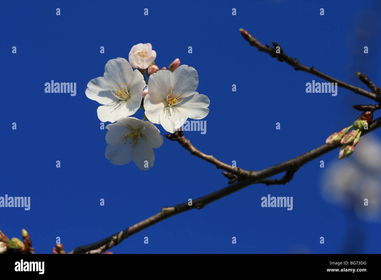 Flowering Cherry (Prunus Serrulata) Stock Photo