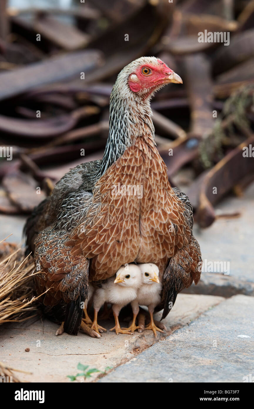 Mother hen protecting her chicks in India Stock Photo